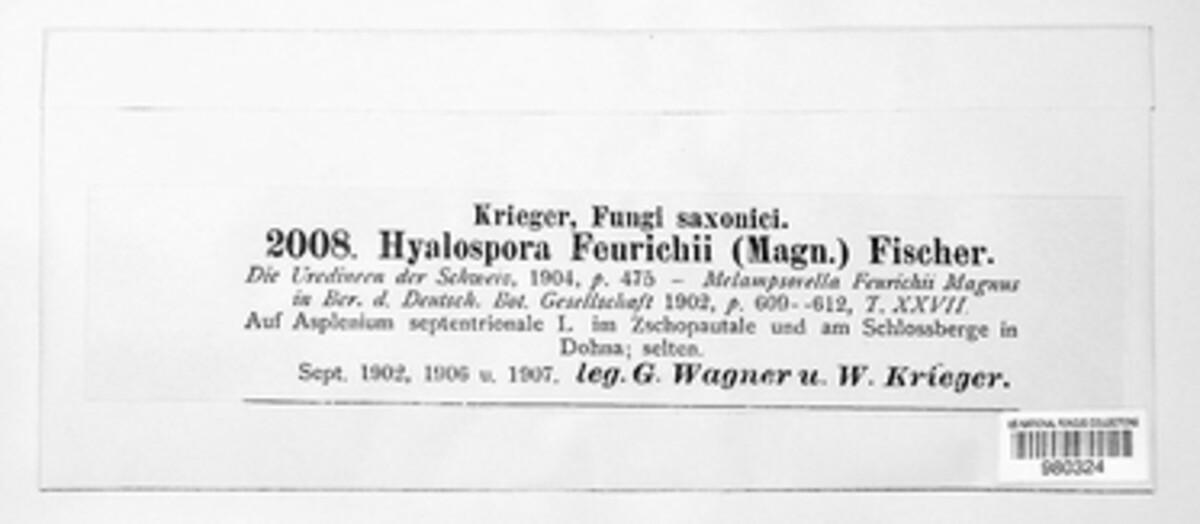 Hyalopsora feurichii image